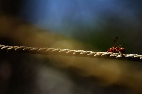 Wallpaper Sunlight Nature Branch Insect Bees Light Leaf Flower 4496x3000 Px Close Up