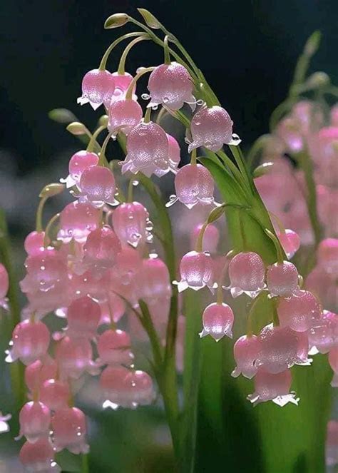 Françoise van Straelen on Twitter Pink lilies of the valley I