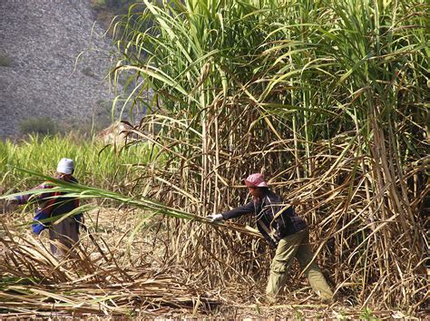 Sugar Cane Harvest Photograph by Bjorn Svensson - Fine Art America