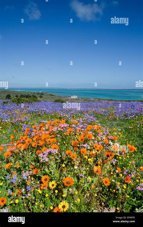 flowers of the west coast south africa Stock Photo - Alamy