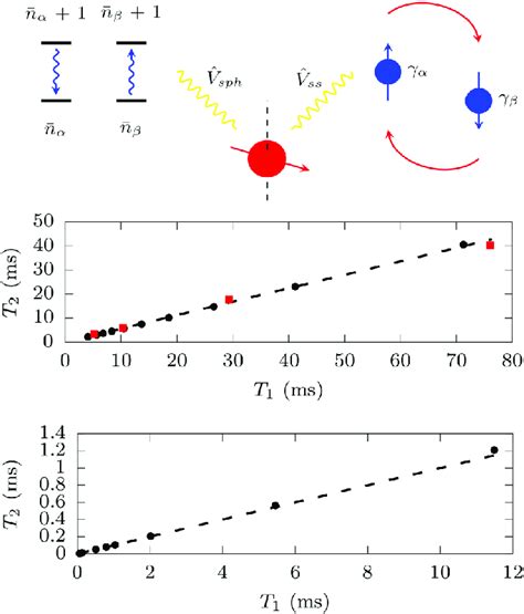 Pure Dephasing Mechanism And Correlations Between Spinphonon Relaxation