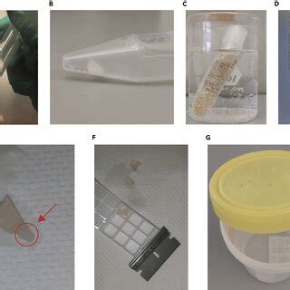 overview  cell pellet preparation  pelleted cells  harvested