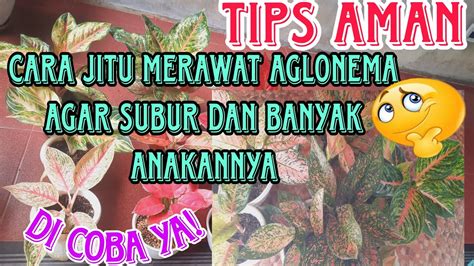 CARA JITU MERAWAT AGLONEMA AGAR SUBUR BANYAK ANAKANNYA YouTube