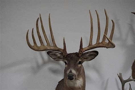 The Kansas King Buck Was Probably Bigger Than Milo Hansons World