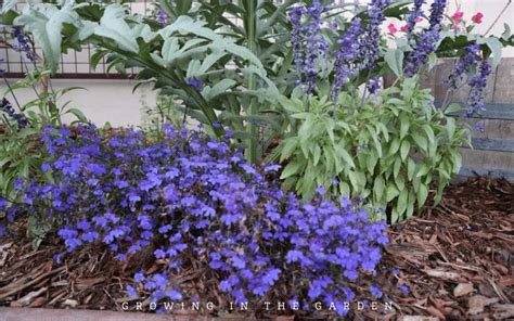 How to Grow Lobelia - Growing In The Garden