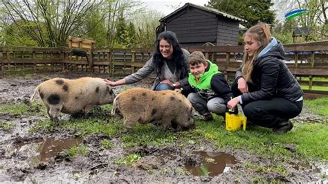 Burlager Mini Schweine Haben Ein Neues Zuhause General Anzeiger