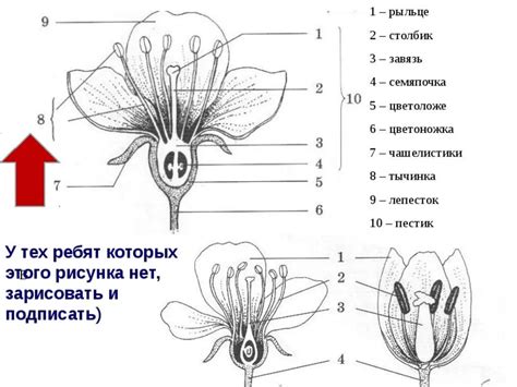 Строение Цветка Рисунок (57 Фото)