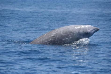 Study confirms Cuvier's beaked whale is world's deepest-diving mammal ...