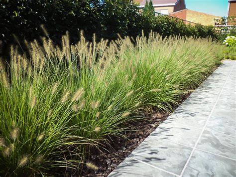 Dwarf Hameln Fountain Grass For Sale Online The Tree Center