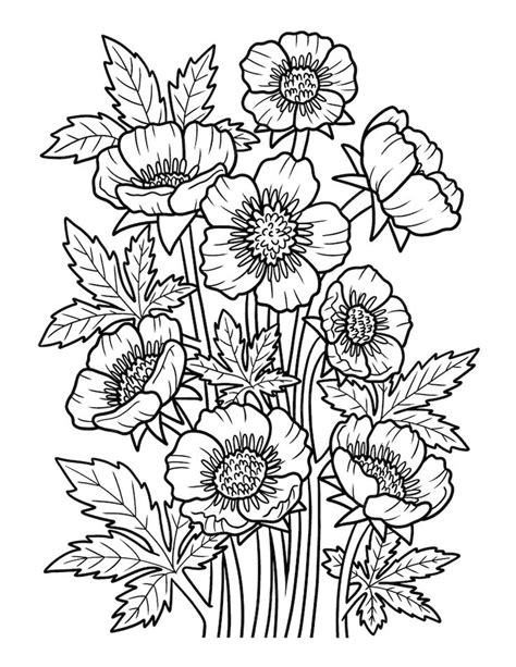 Premium Vector Bulbous Buttercup Flower Coloring Page For Adults