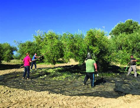 La Campa A De La Aceituna Entre Las Mejores De Los Ltimos A Os