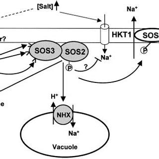 Regulation Of Ion Homeostasis By The Sos Pathway During Salt Stress