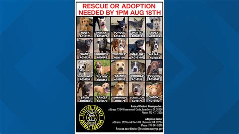 Dogs needing rescue, adoption in Clayton County | 11alive.com