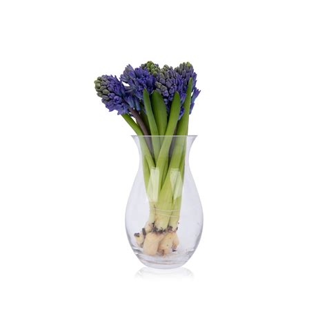 Blue Hyacinth Bouquet - Spinneys UAE