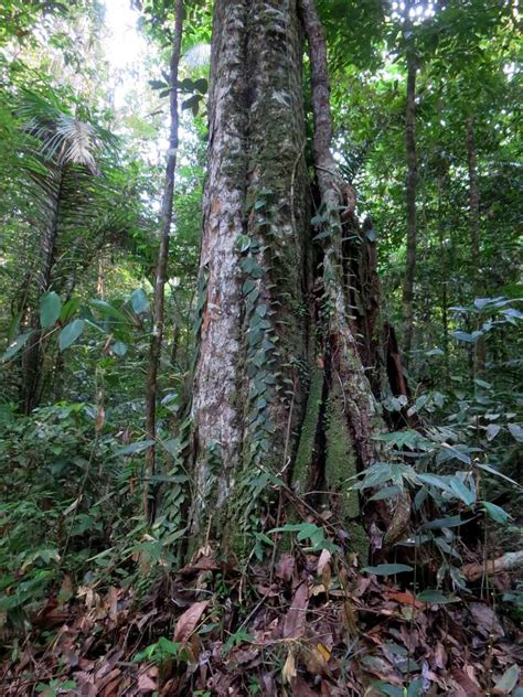 The Greenheart Tree World Famous Lumber Found In Guyana Things Guyana