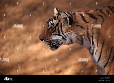 Portrait Of Royal Bengal Tiger In Ranthambhore Stock Photo Alamy