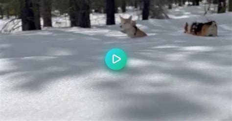 My Boy Trying To Trudge Through The Snow Rcorgi