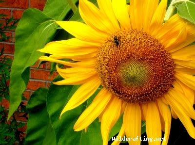 Helianthus Annuus - Common Sunflower, Wild Sunflower - Identification & Pictures. Edible ...