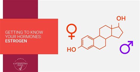 Getting To Know Your Hormones Estrogen Annex Naturopathic Clinic