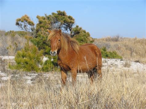 The Chincoteague Ponies - Your Horse Farm