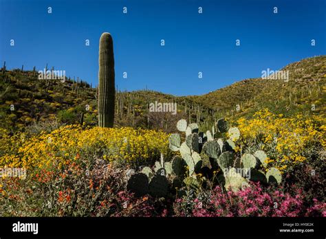 Sonoran Desert National Monument Wildflowers