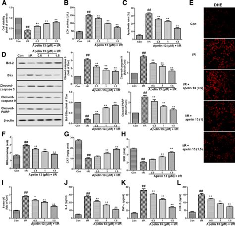 Effects Of Apelin On The Cytotoxicity And Apoptosis Induced By I R