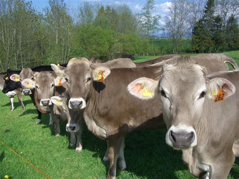 Free Images Field Farm Meadow Pasture Grazing Cows Ox Dairy