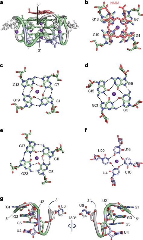 X Ray Crystal Structure Of The GU 12NMM Complex A GU 12NMM