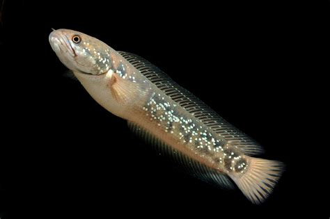 Snakehead Invasively Beautiful — Fish Laboratory
