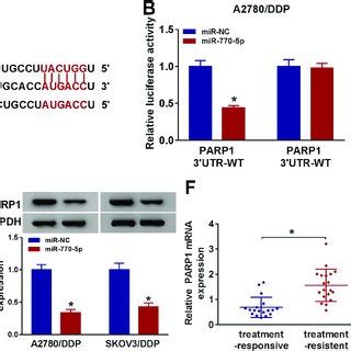 PARP1 Is A Target Of MiR 770 5p In Cisplatin Resistant Ovarian Cancer