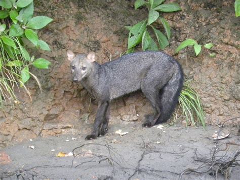 Perro de monte Mamíferos de la Amazonia Colombiana iNaturalist