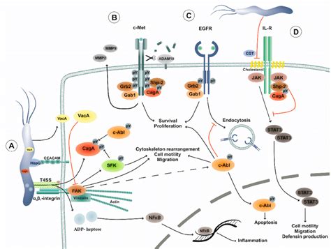 Rtk And Nrtk Networks In H Pylori Pathogenesis A H Pylori