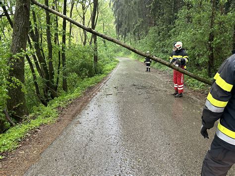 Baumbergung Freiwillige Feuerwehr Mellach