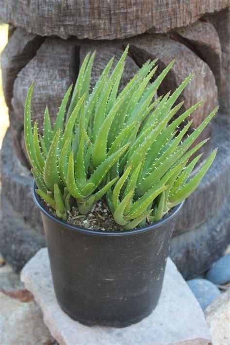 Aloe Crosby S Prolific Succulent Landscaping Succulent Landscape