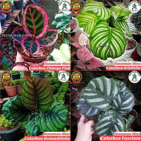 Jual Tanaman Hias Calathea Orbifolia Rotundifolia Fasciata