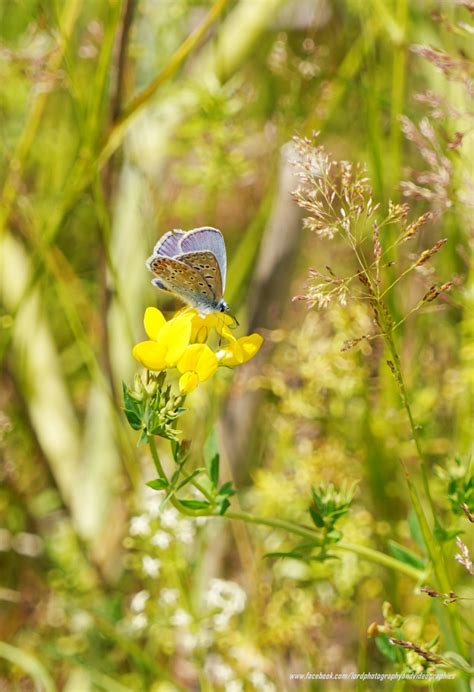 Vroege Vogels Foto Geleedpotigen Icarusblauwtje