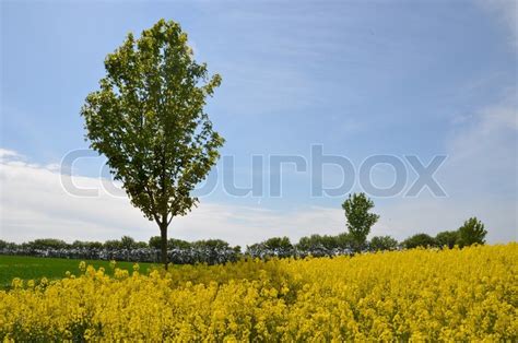 Udsprunget Gul Rapsmark Med Gule Stock Foto Colourbox