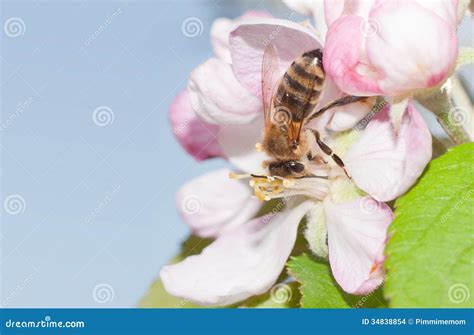 Honey Bee Pollinating An Apple Blossom Stock Photo Image Of Outdoors