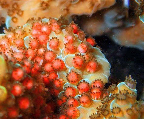 How Do Corals Have Sex New Secrets Of Spawning Revealed