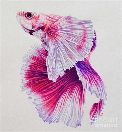 Betta Fish Sketch At PaintingValley Explore Collection Of Betta