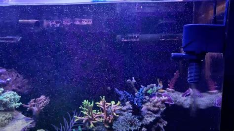 Aquarium Powerhead Setup: A Beginner's Guide - Aquarium Inside