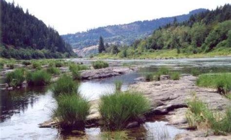 Tyee Campground - Umpqua River | Bureau of Land Management