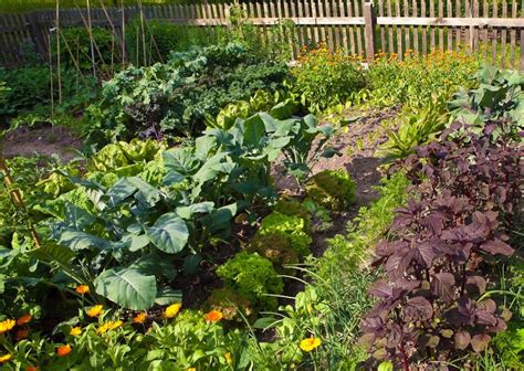 Potager Et L Gumes Conseils De Culture Et Entretien