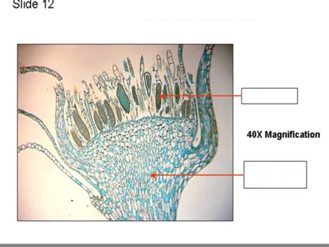 Bryophytes And Seedless Vascular Plants Flashcards Quizlet