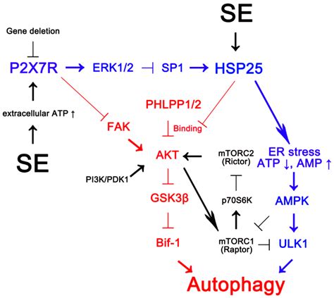 Ijms Free Full Text P2 × 7 Receptor Inhibits Astroglial Autophagy