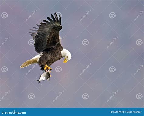 American Bald Eagle With Fish Stock Photo Image Of Fish Flight