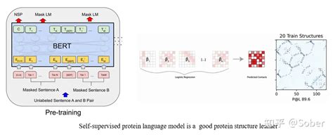 Esmfold：一种基于预训练语言模型的蛋白质结构预测方法 知乎