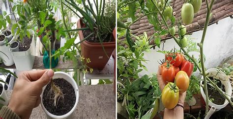 La Manera Más Simple de Como Plantar Tomate trucosverdes