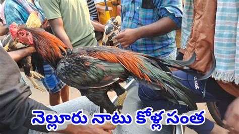 Nellore Sunday Natukolla Market నెల్లూరు నాటు కోళ్ల సంత 04 12 22 Youtube