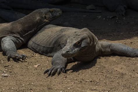 Mating Komodo Dragons Stock Photos Royalty Free Mating Komodo Dragons